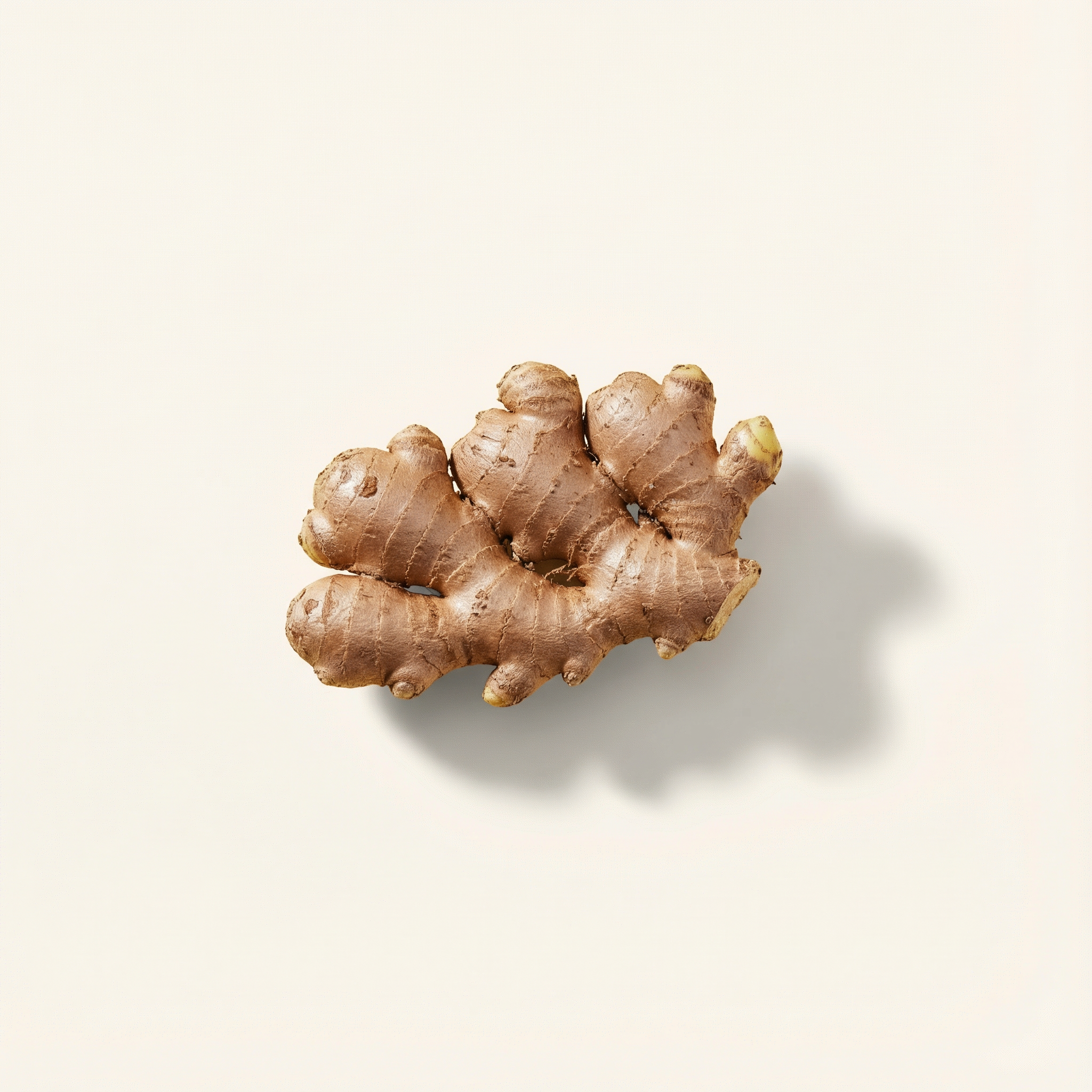 Fresh ginger root on a light beige background